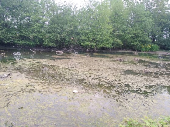The First Run after Illness | Discovering Fascinating Swamp Trees