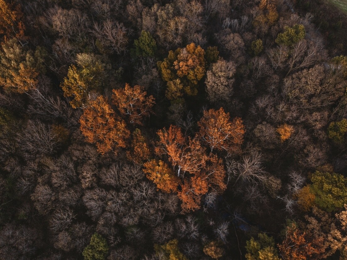 Trees in fall from above