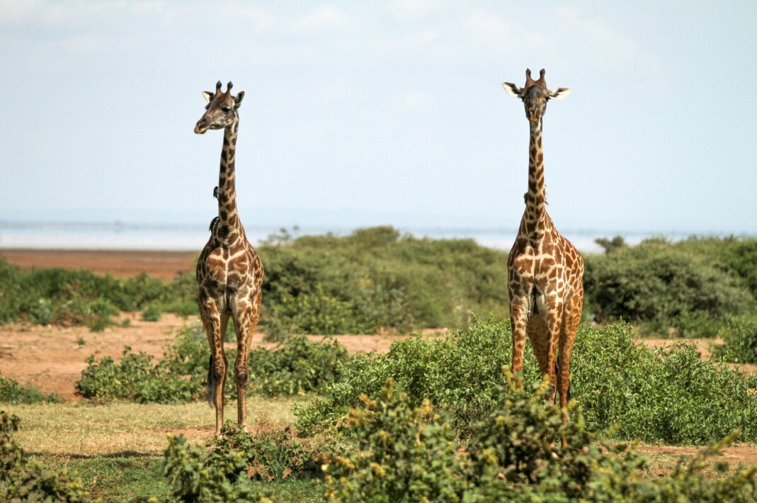 Pair of Giraffe in Tanzania