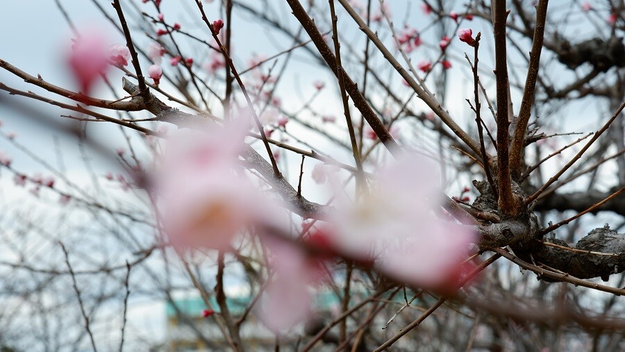ume4