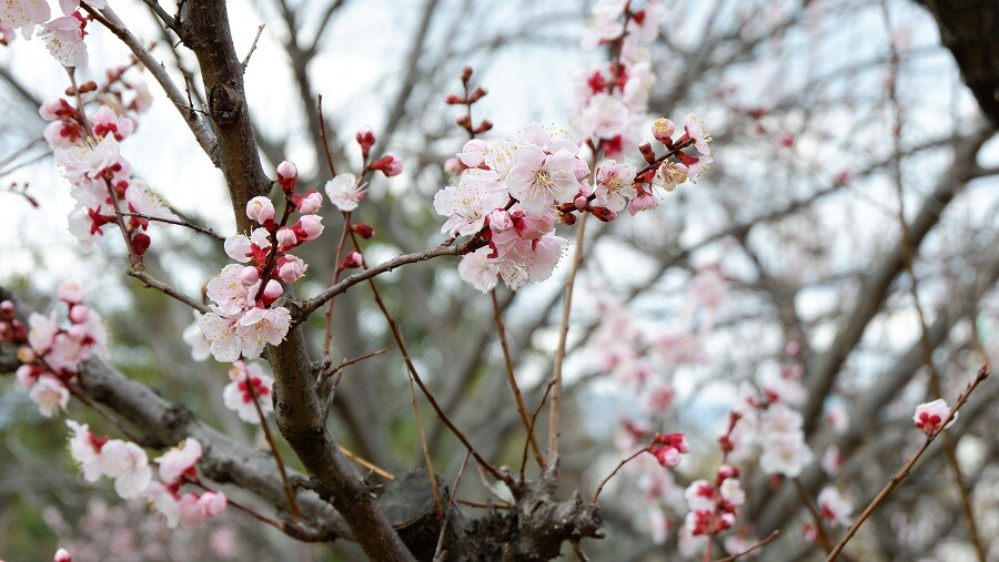 ume2