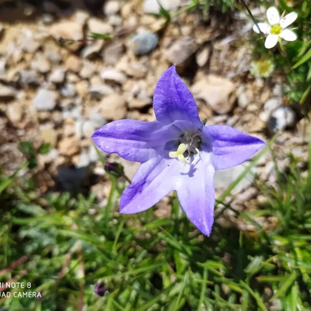 Mountain village of “Shekar Dasht” in Talesh- Iran – So So many Flowers