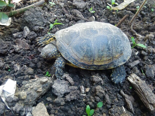 My Poor Turtle