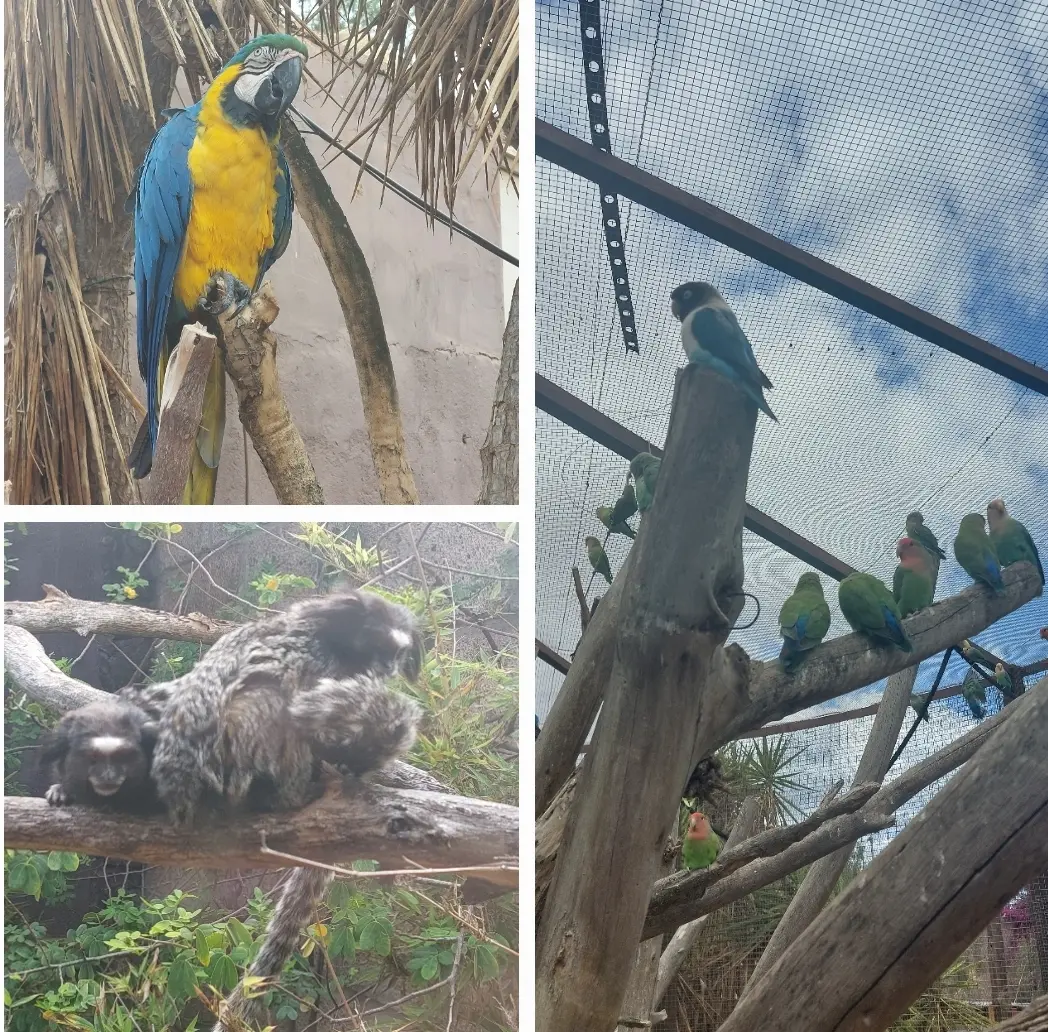 Tenerife Uncovered: Chill Day At Monkey Park