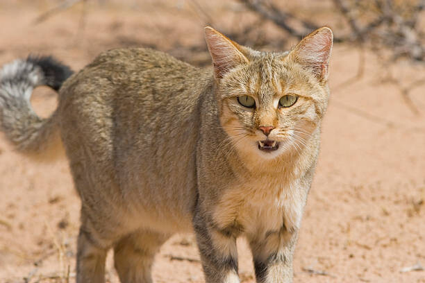 Wild Steppe cat