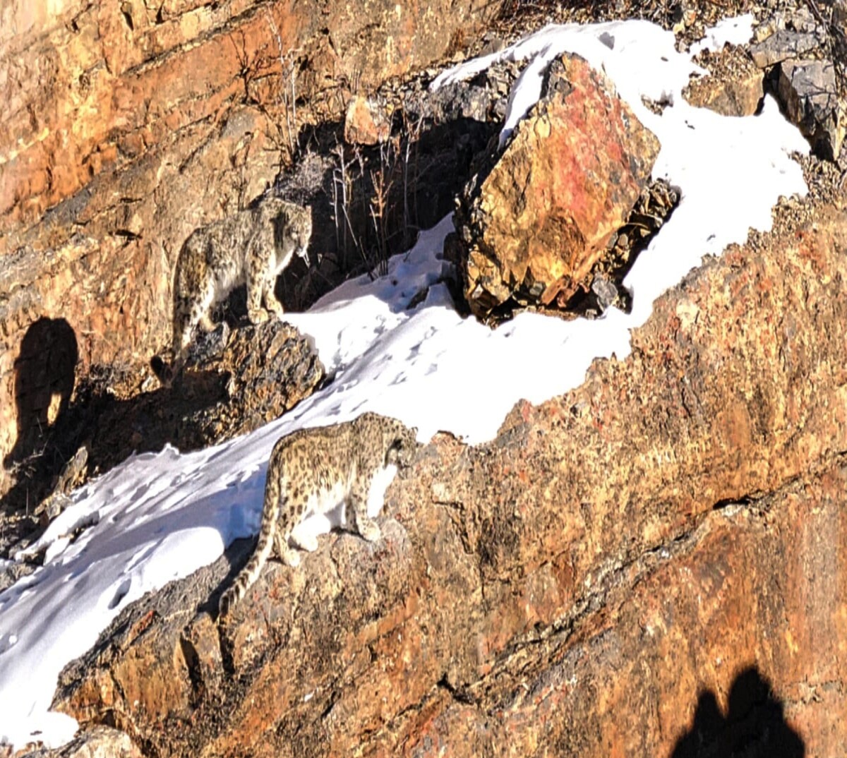 Snow leopard couple in Spiti