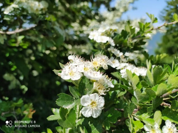 Mountain village of “Shekar Dasht” in Talesh- Iran – So So many Flowers
