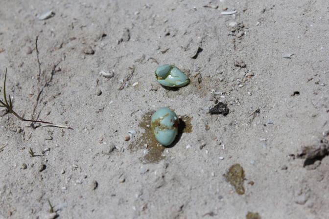 Eggs