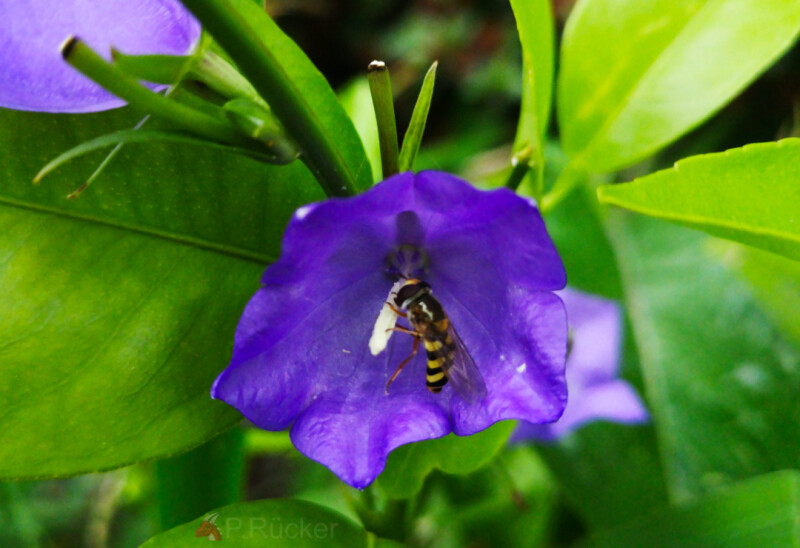 Hoverfly