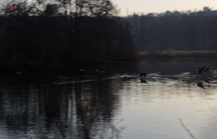 Goose