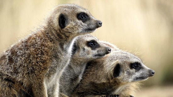 vigilant animals