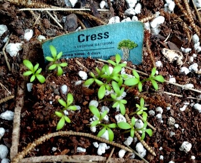 Grow some plants