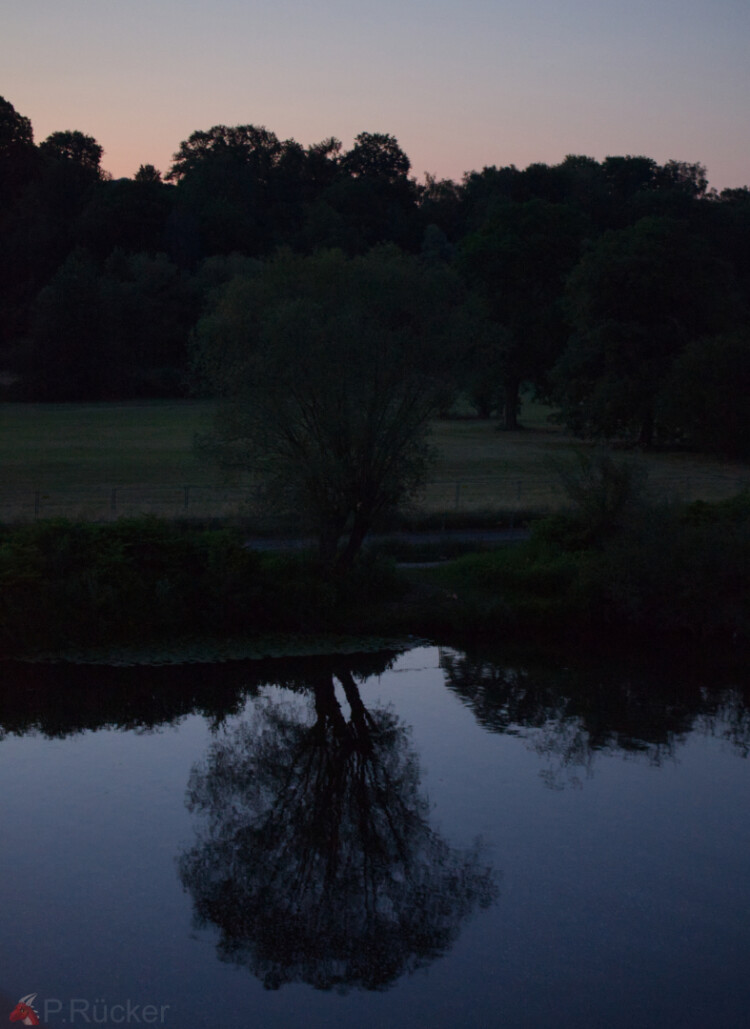 Tree mirroring in water