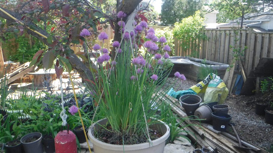 Blooming Chives