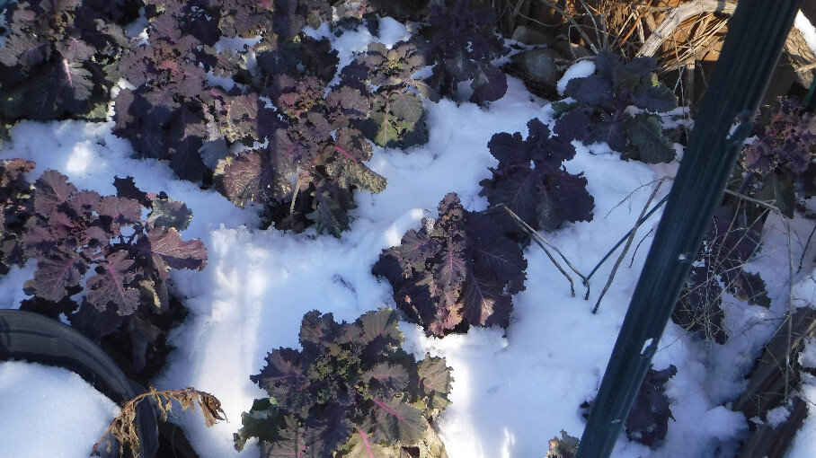 Red Kale