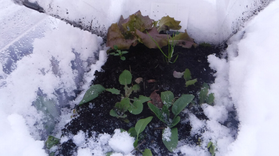 Winter Spinach and Ruby Leaf Lettuce