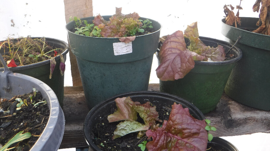 Ruby Leaf Lettuce
