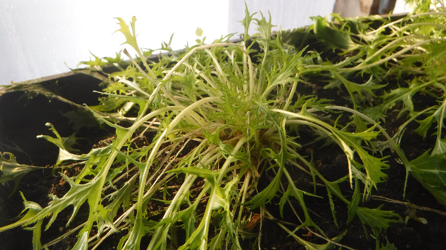 Early Mizuna Japanese Mustard