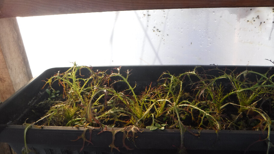 Ruby Leaf Mustard Lettuce