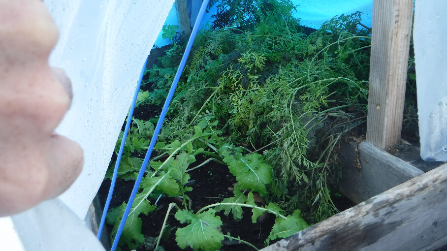 Golden Globe Turnips and Carrots