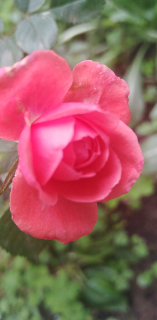 What type of flower is Damask?
