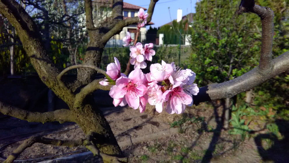 Peach tree Fertillia Morettini April close