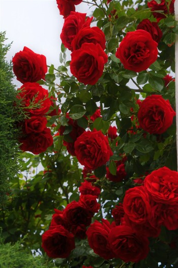 86af0ea46aaed685896047c57ee49ba6ca7a9183d772cacfb8b839f5aaae32b1.jpg