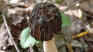 Why do animals eat poisonous mushrooms and nothing happens to them?