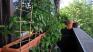 Balcony Garden 2026 - Big Changes