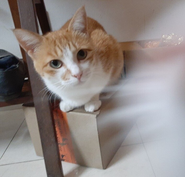 cat, pet, animal, photo