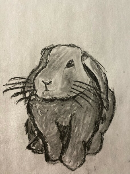 Bunny - charcoal drawing