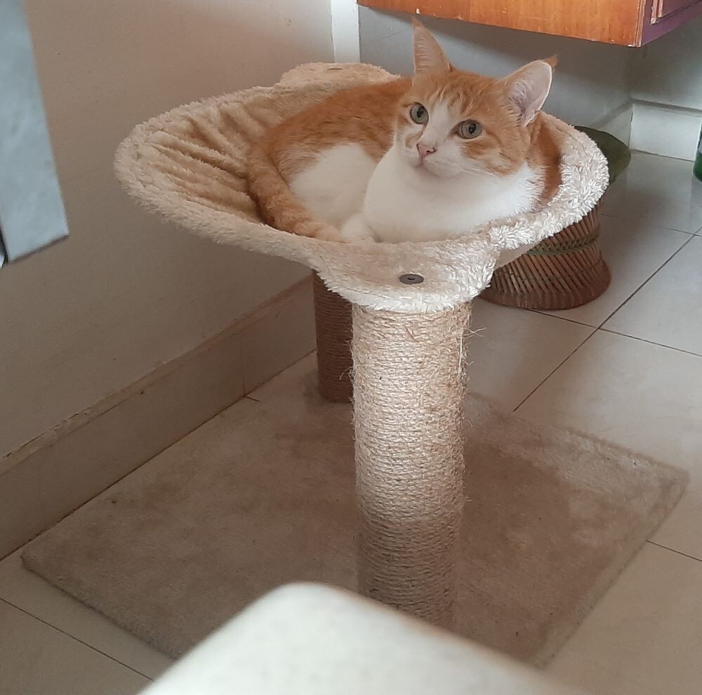 cat pets life photo