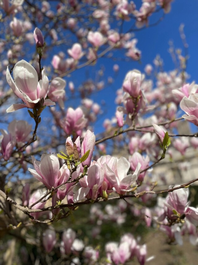 Magnolia blossoms