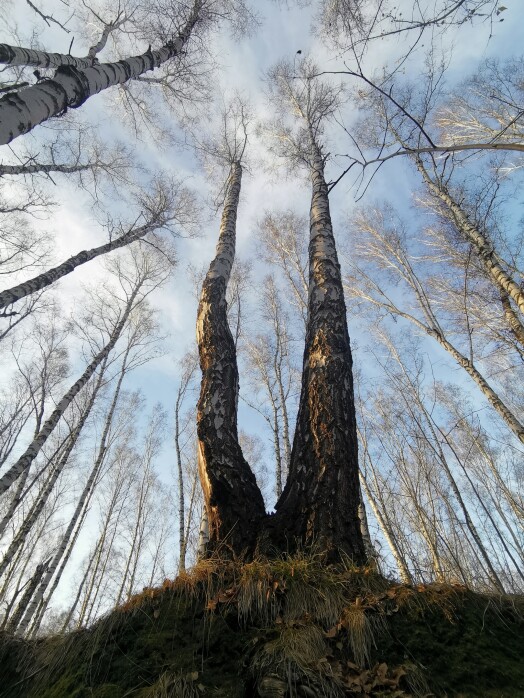 Birches