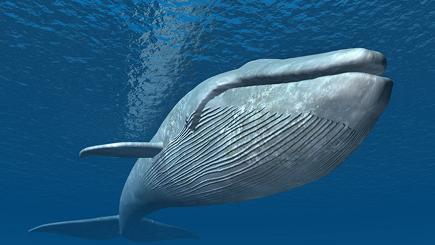 whale