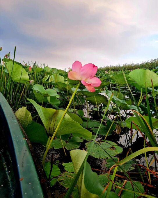 Lotus Valley