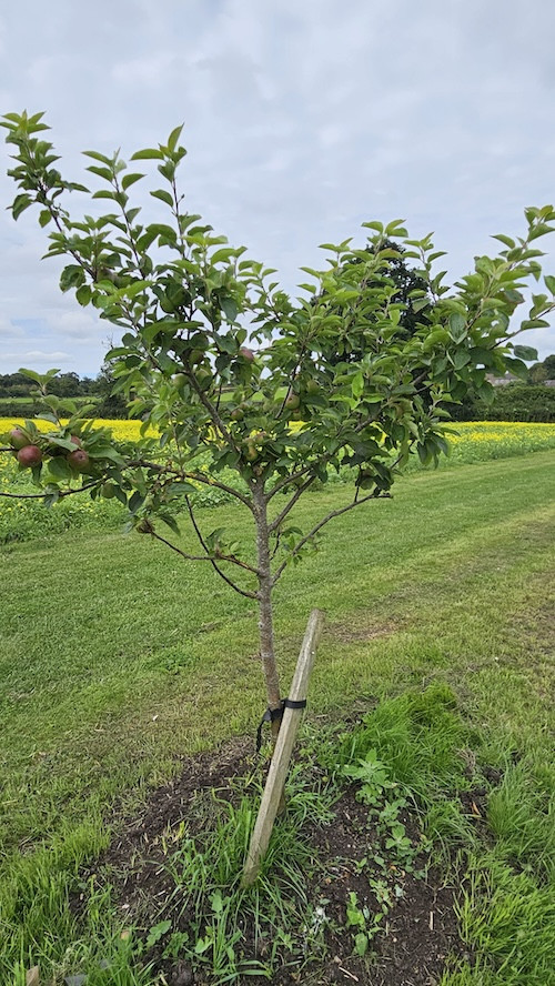 Apple tree
