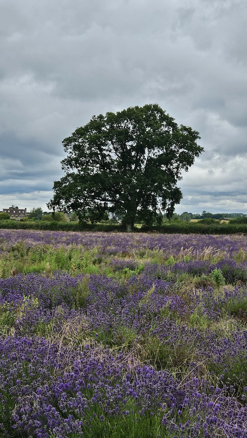 Oak tree