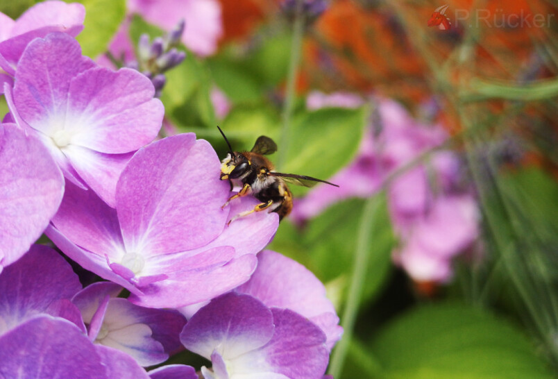 wasp posing