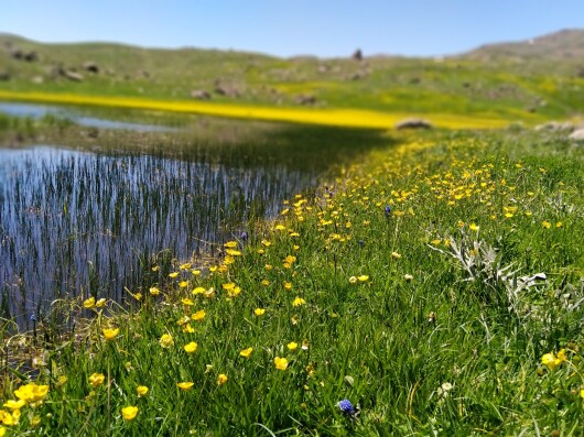 Photography of nature, The Story of chamomile flowers