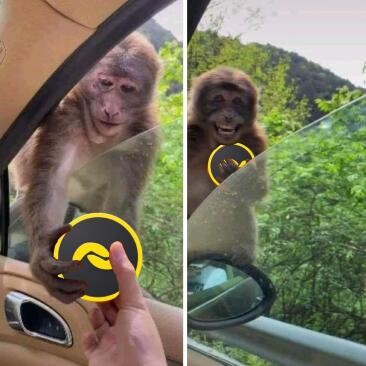 happy monkey gets BANANO
