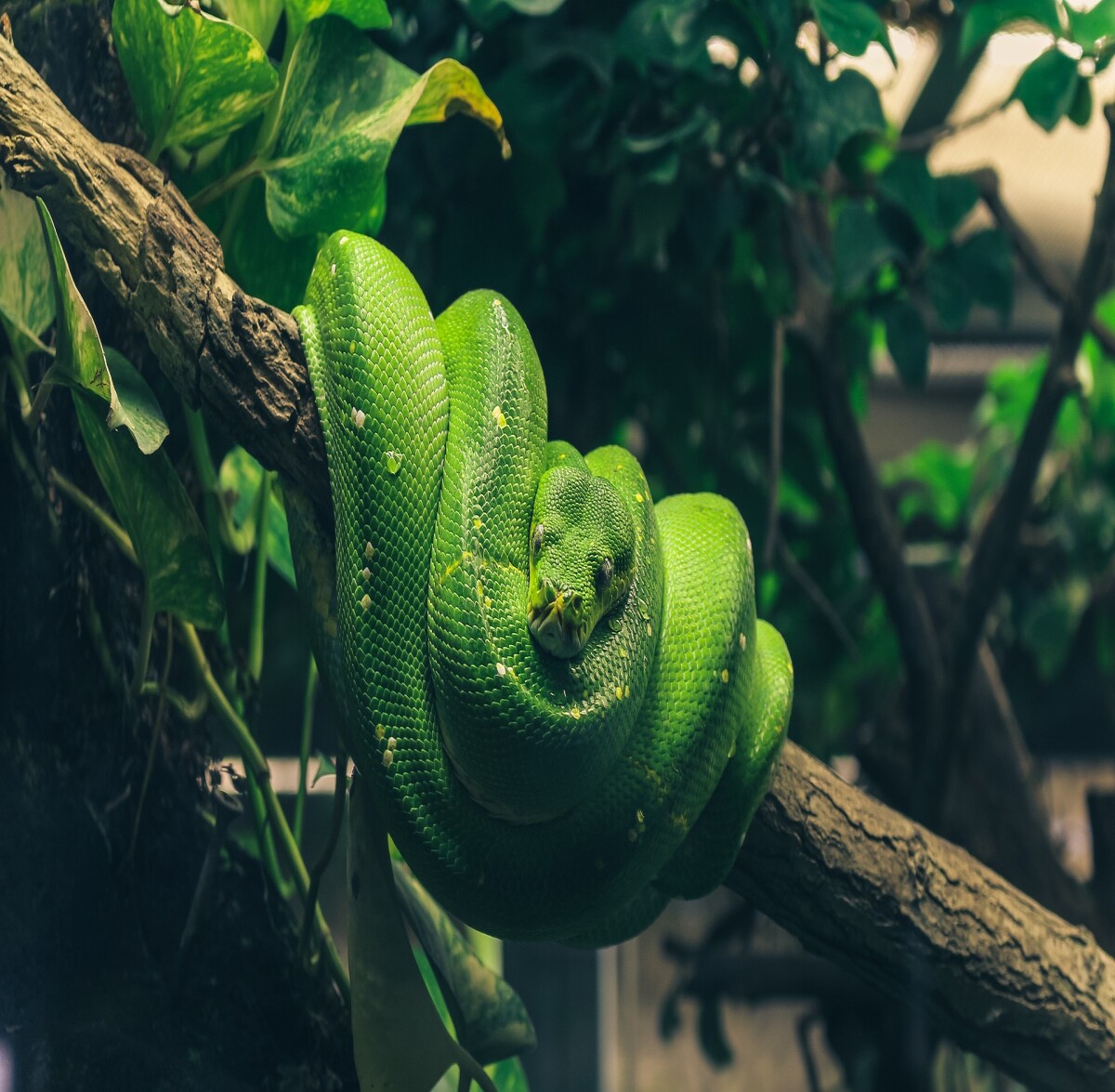 Snake