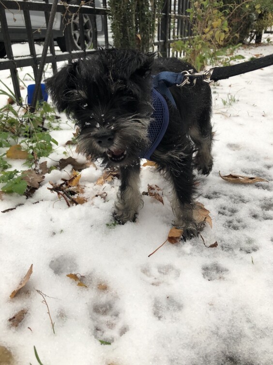 First snow!