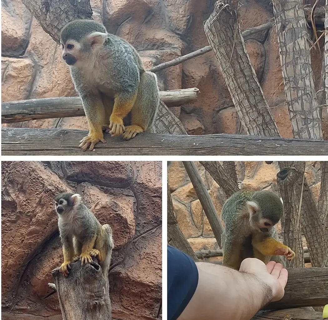 Tenerife Uncovered: Chill Day At Monkey Park
