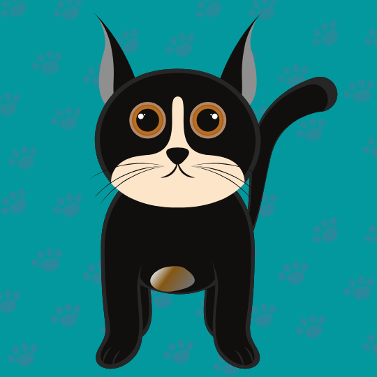 nft-black-cat