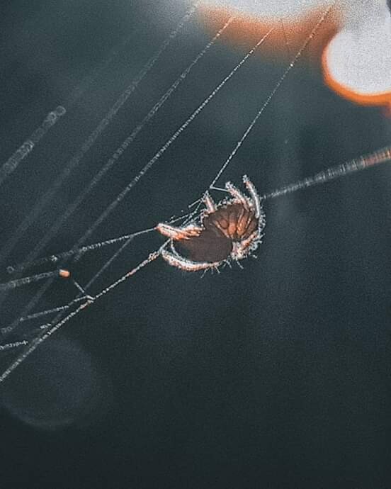 c1762ff9501f1009aa321d296fdabc0bc593158f69e98363d668f568a9dba3f9.jpeg