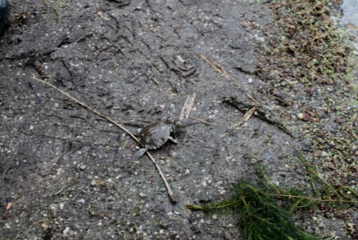 Marsh Terrapin Running for Water