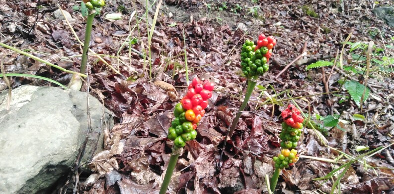 Beware of Poisonous Berries in Jungle