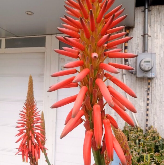 Aloe's flowers