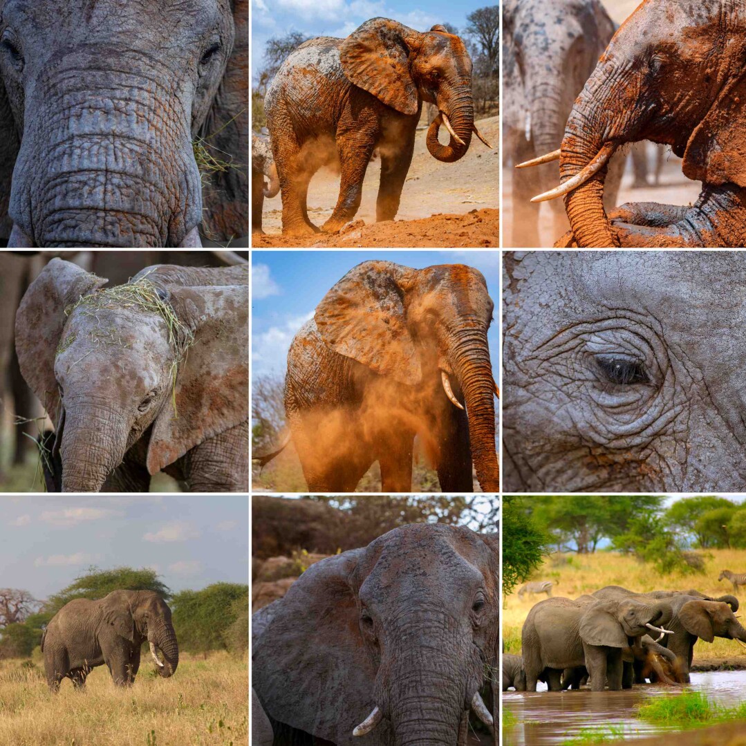 Find this collection of Elephant photographs on my Opensea profile
